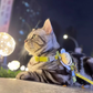 Bee Vest-Style Cat Leash – Escape-Proof and Neck-Friendly Design